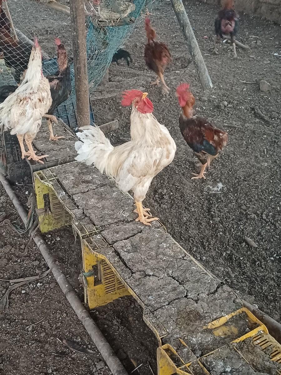 थंबनेल 2