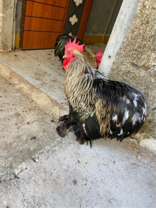 થંબનેલ 2