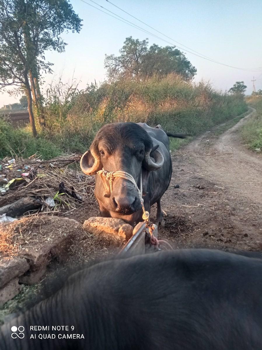 થંબનેલ 2