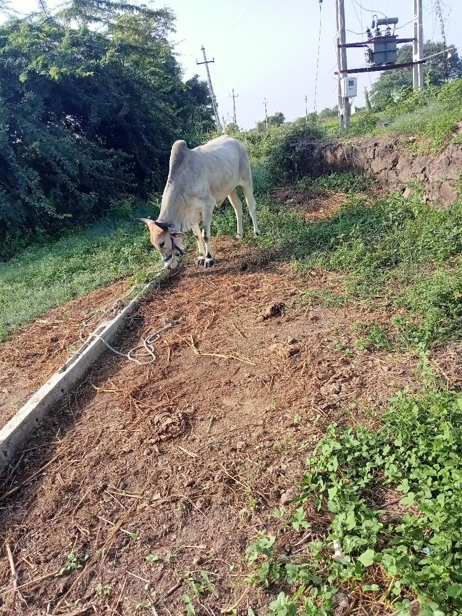 થંબનેલ 3