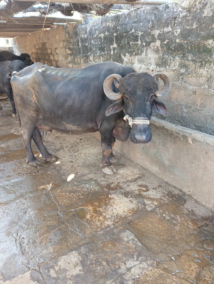 ૮દીવશનીકાસીસે