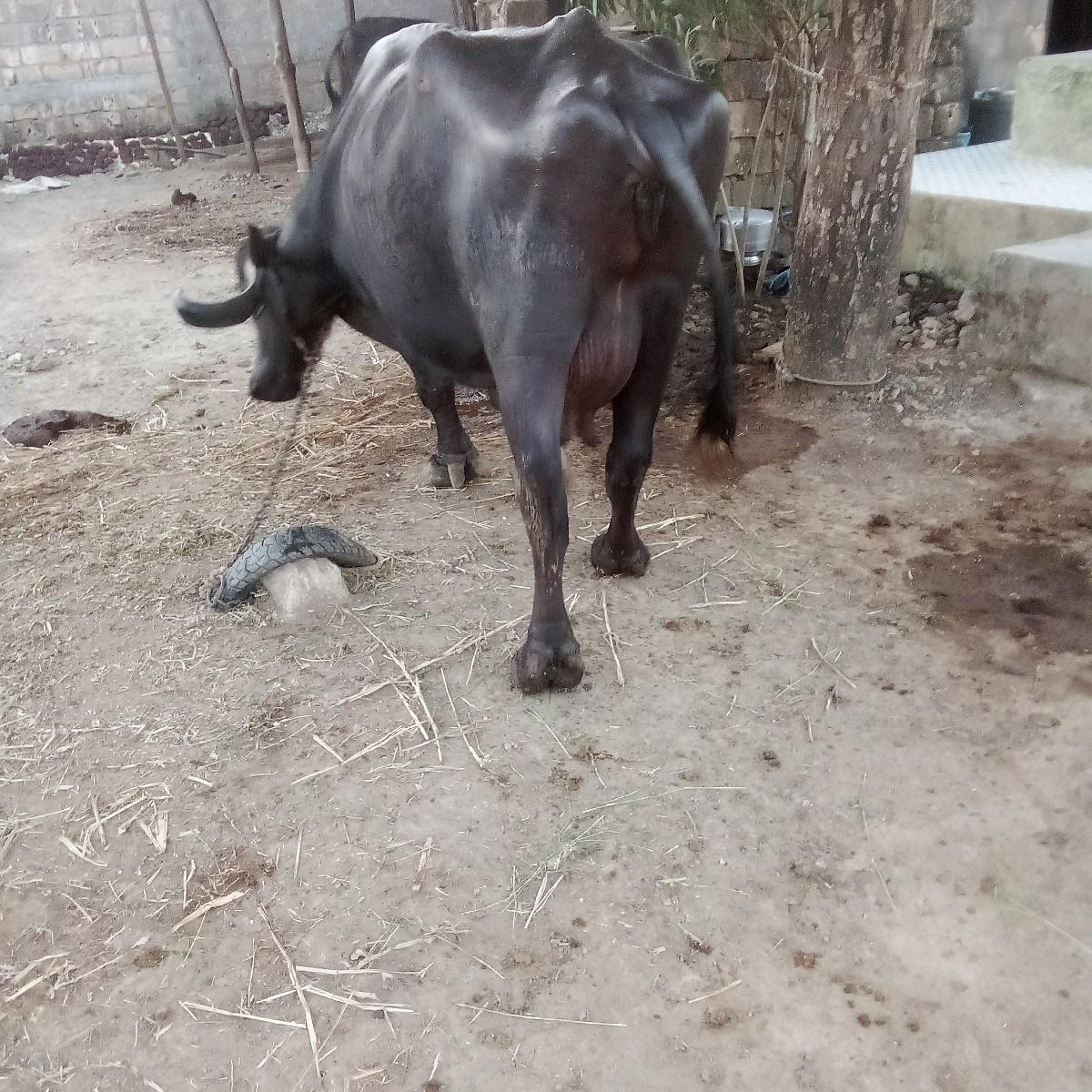 થંબનેલ 3