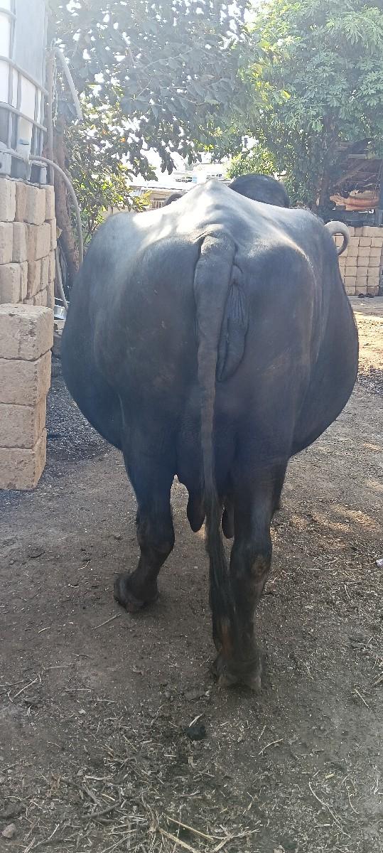 થંબનેલ 2