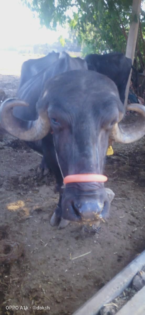 પેલુ વેતર ડોઢ મહિનાની કાચી છે