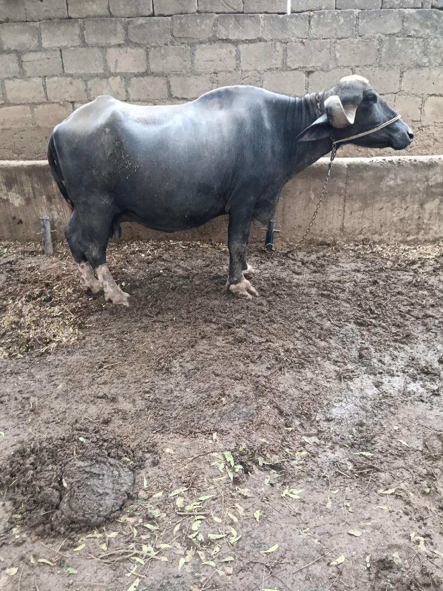 ત્રીજુ વેતર છે