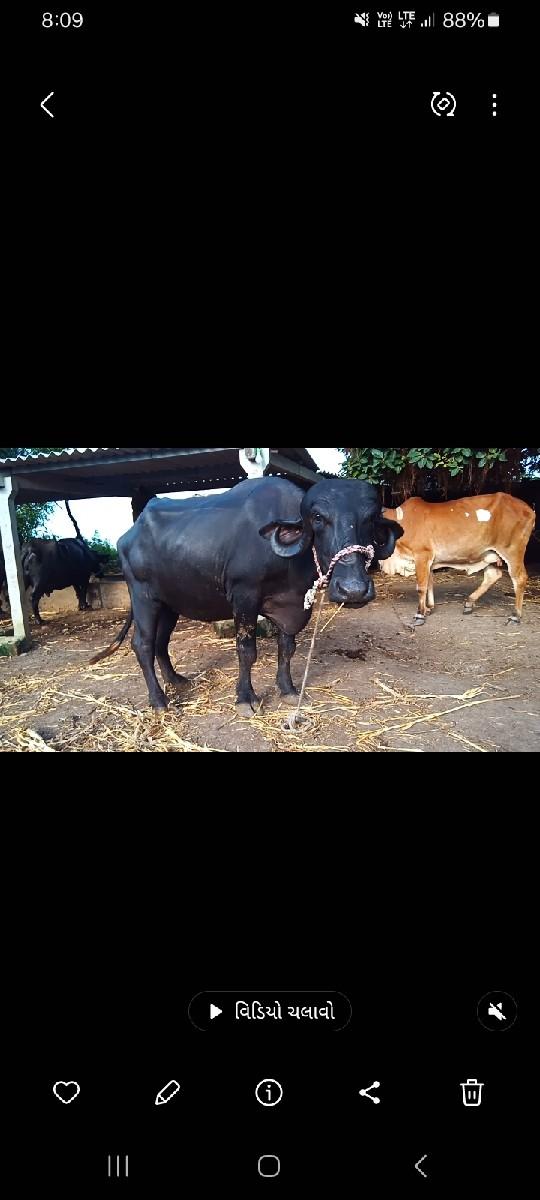 થંબનેલ 2