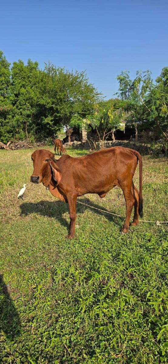 થંબનેલ 2