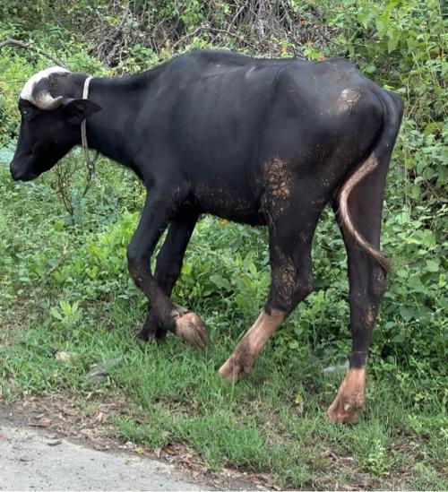 Khadeli che nav Chandri 2varas ni