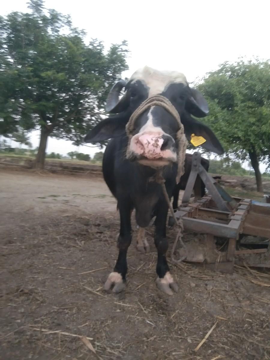 ભેસવેચવાનીછે