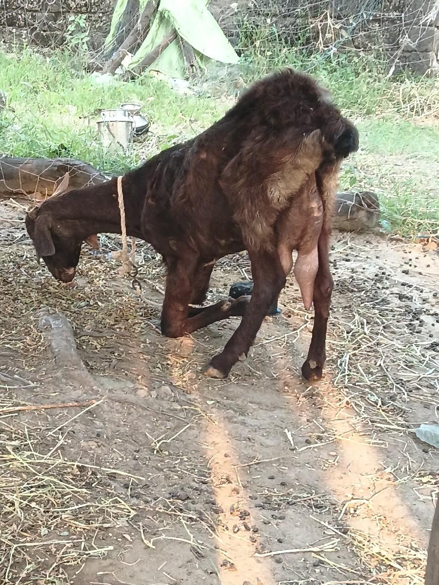 થંબનેલ 3