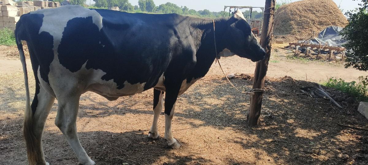 hf ગાય વેશવાની છે