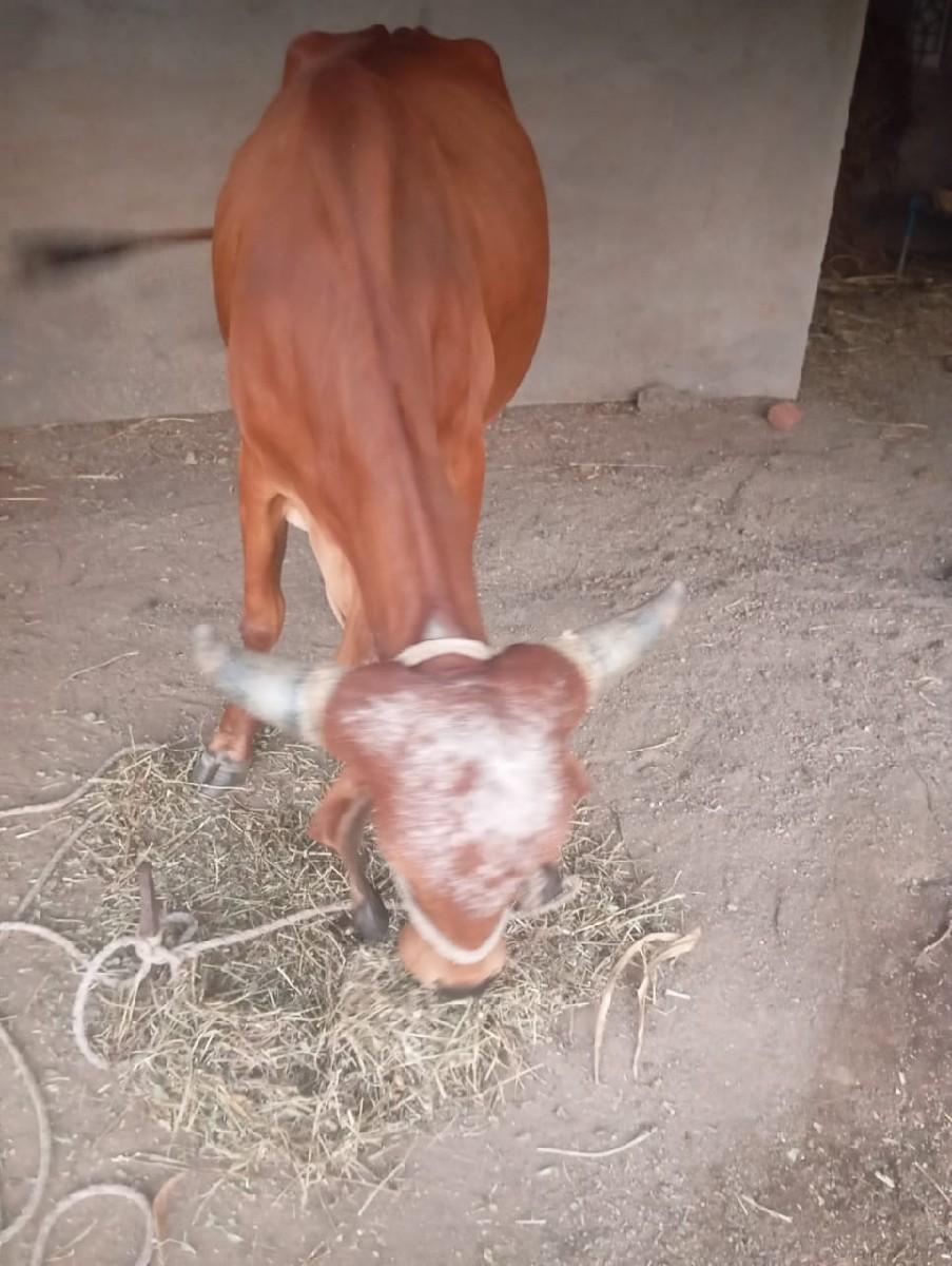 થંબનેલ 2