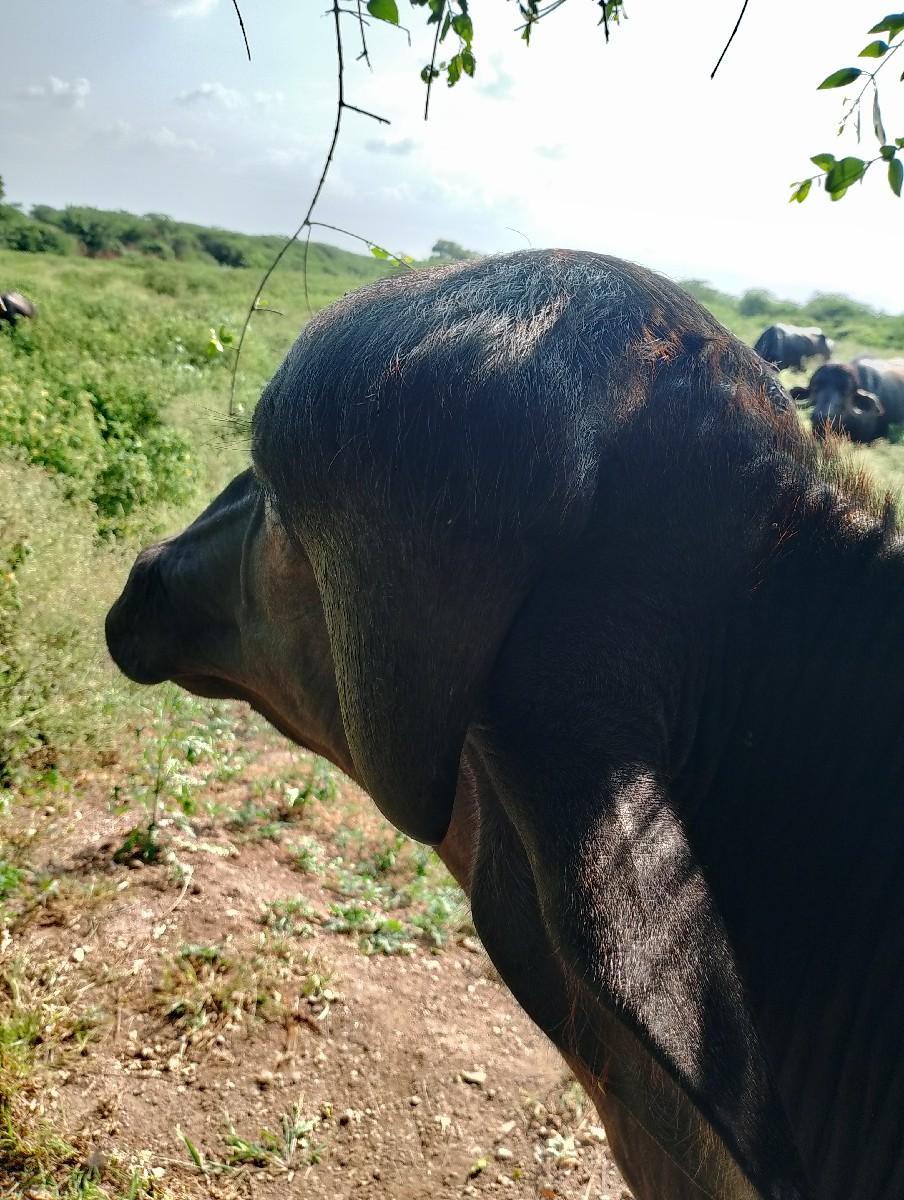 જાફરાબાદી પાડી લેવાની છે