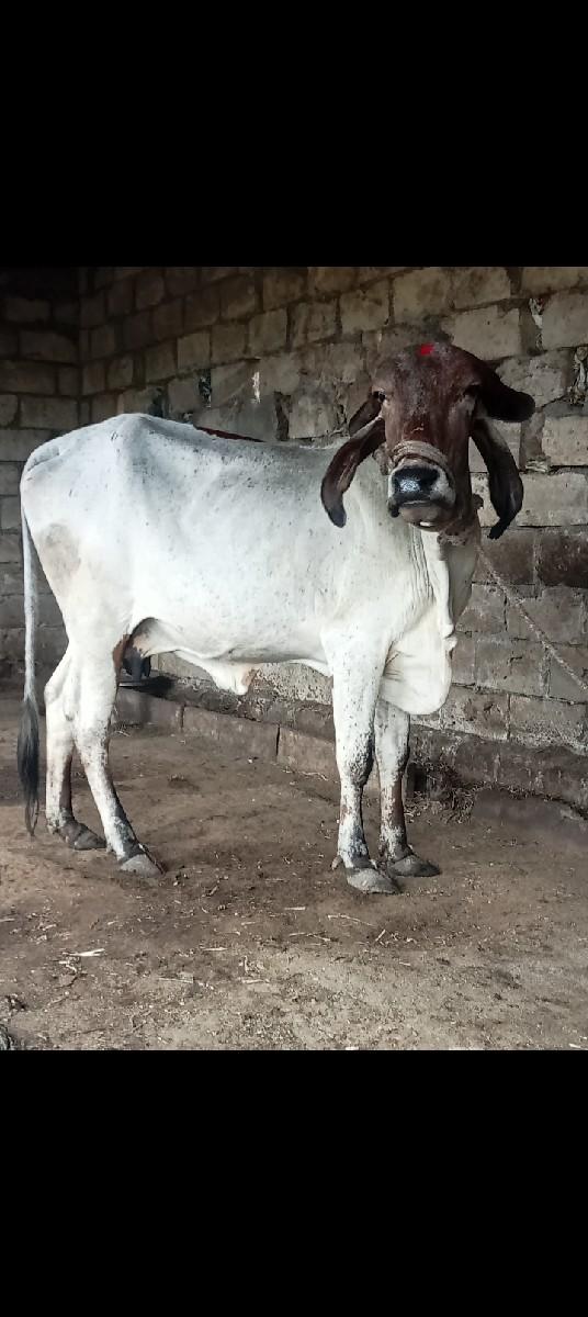 બે ગીર ગાય વેચવાની છે