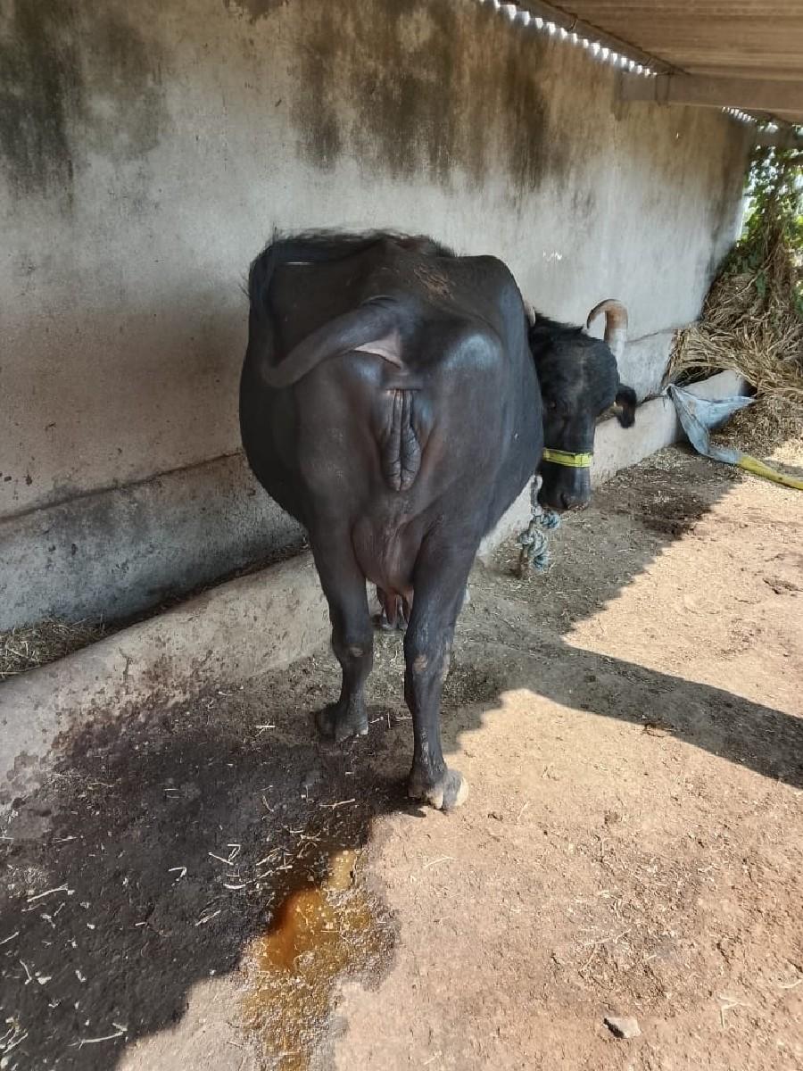 થંબનેલ 3