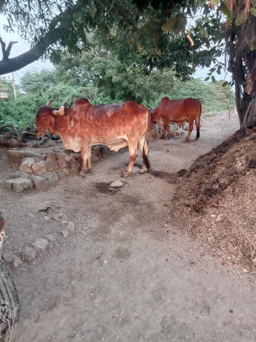 થંબનેલ 3