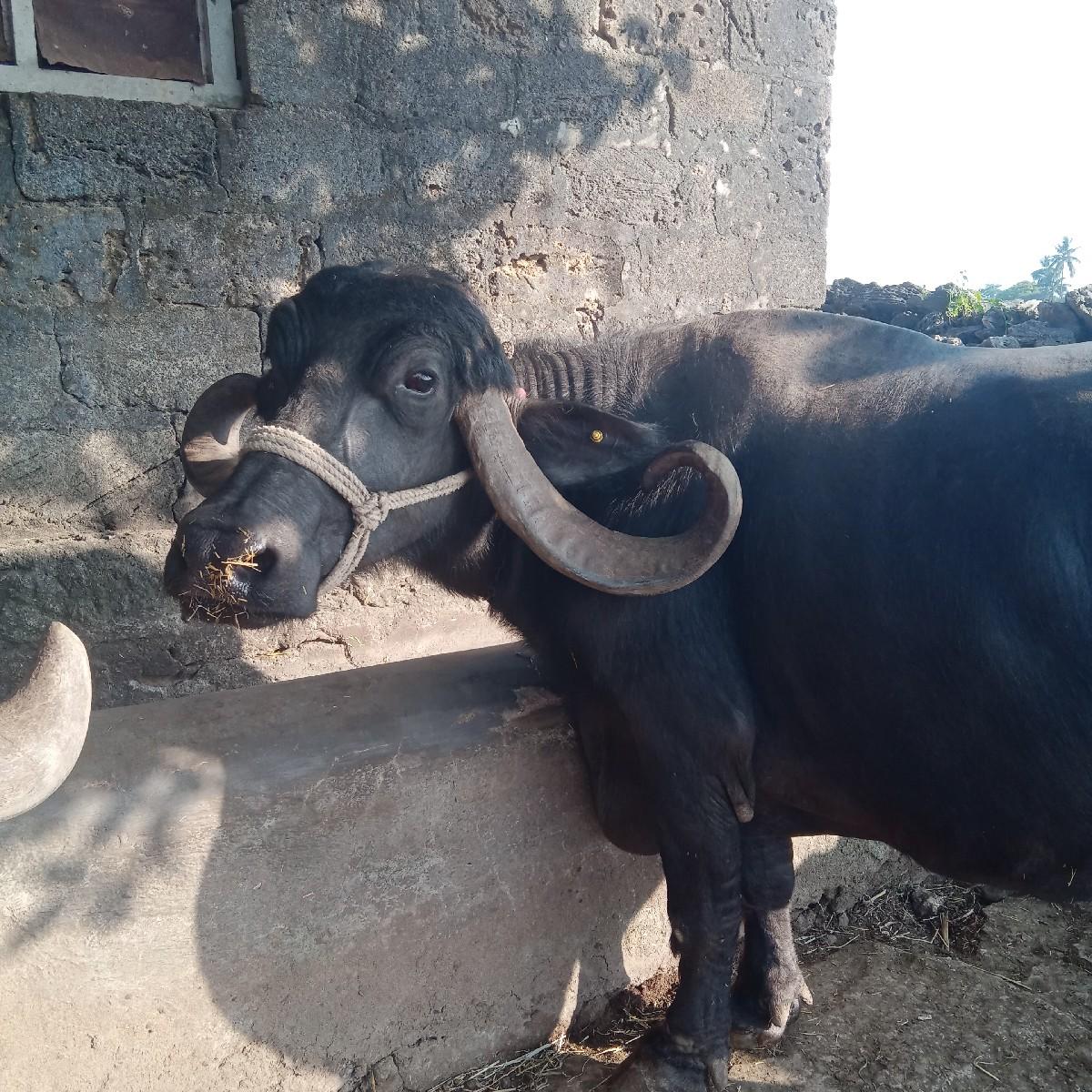 આ ભેંસ વેચવાની છે.