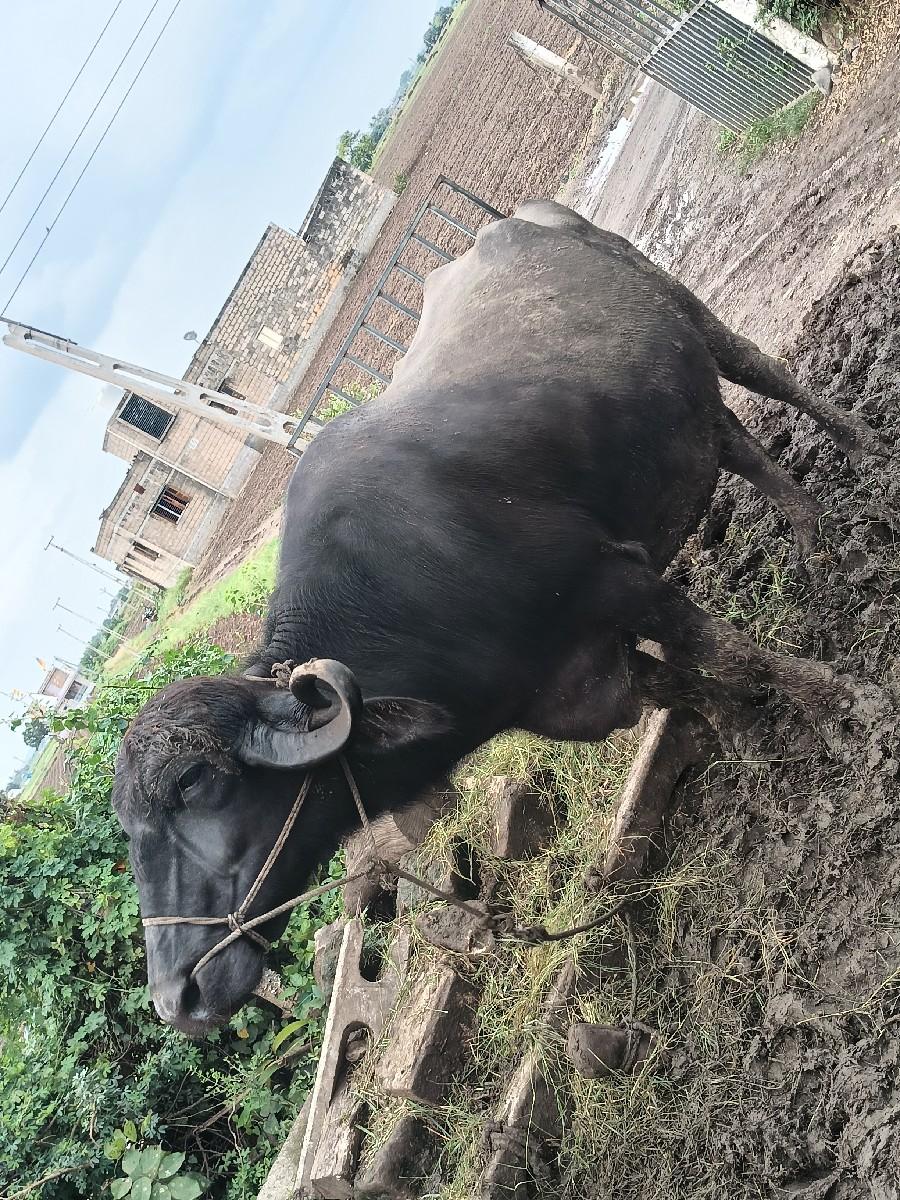 થંબનેલ 3