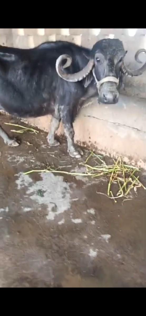 પાસવેતરબેલીટરદુધકીમત,35000લેવીહોતોજ