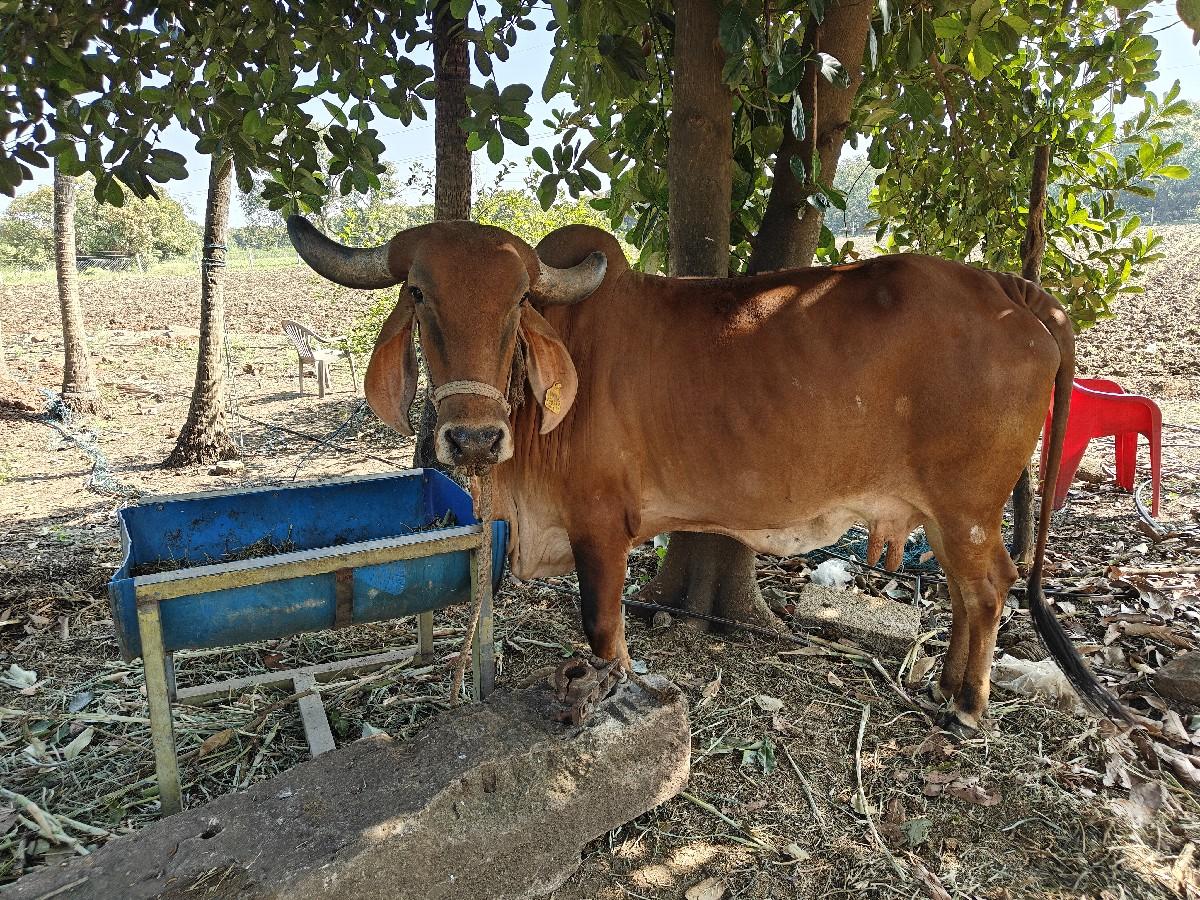 ગાય વેચવાની છે