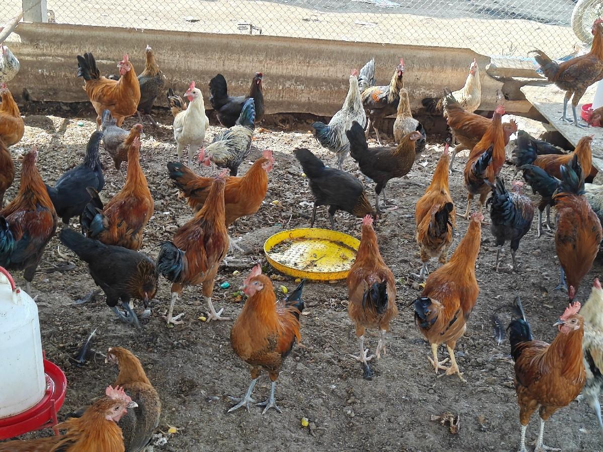 થંબનેલ 2