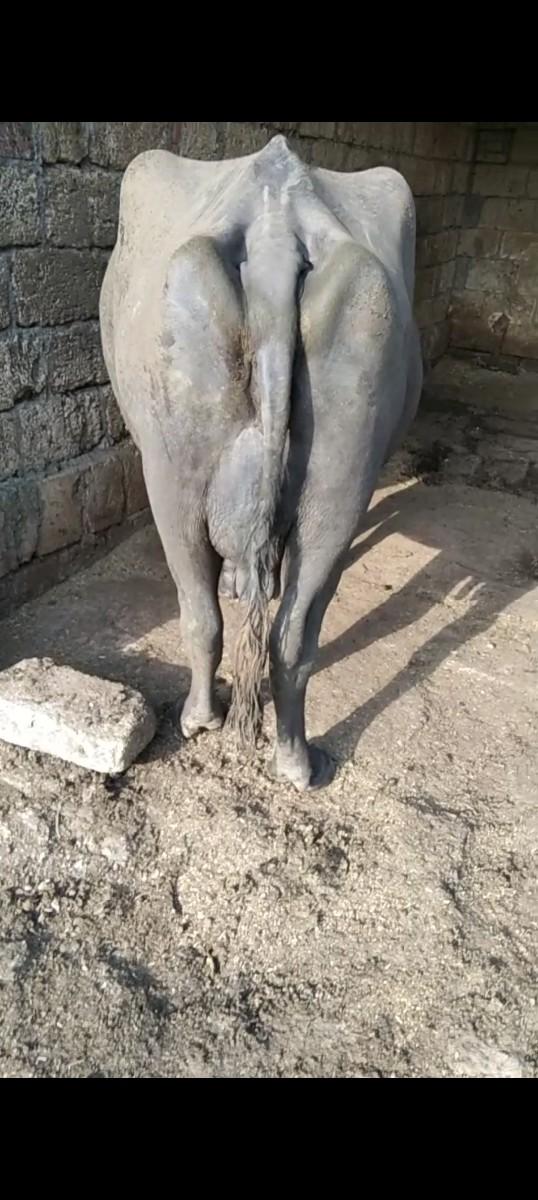 ૩ વેતર સે વાણેલીસે