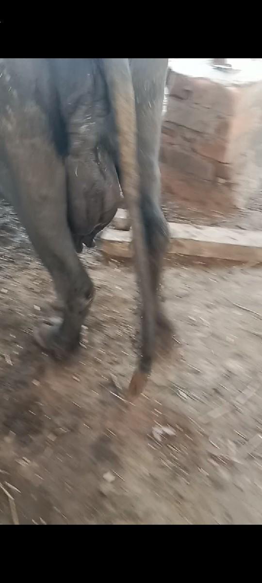 જાફરી ભેંસ વેચવાની છે