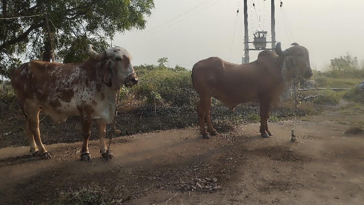 થંબનેલ 3