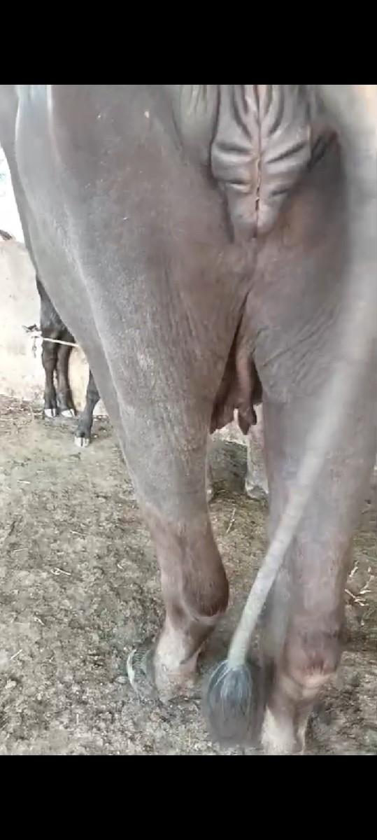 થંબનેલ 3