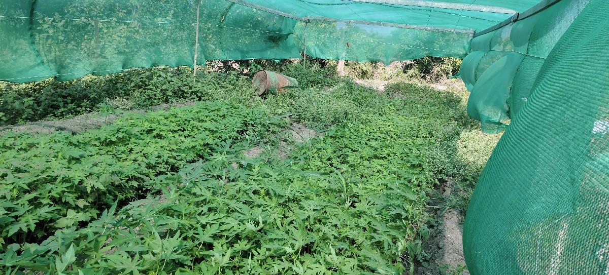 પોપિયા નો રોપ બેસવાનો છે