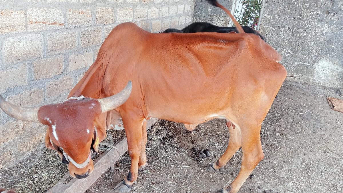 થંબનેલ 3