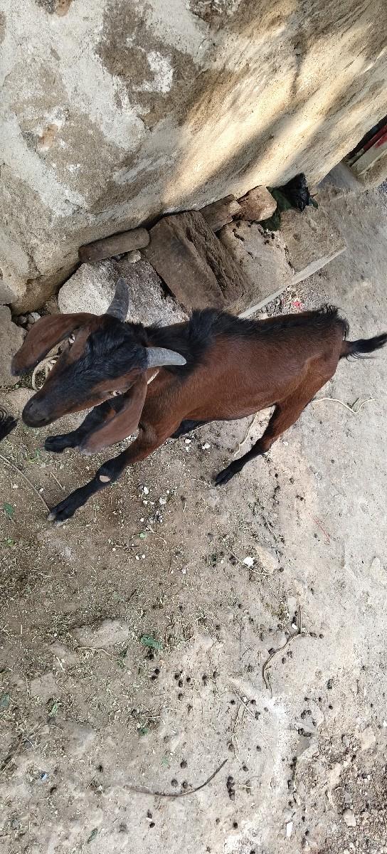 થંબનેલ 2