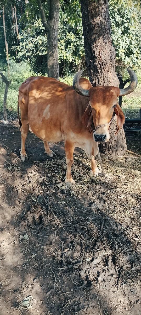 થંબનેલ 3