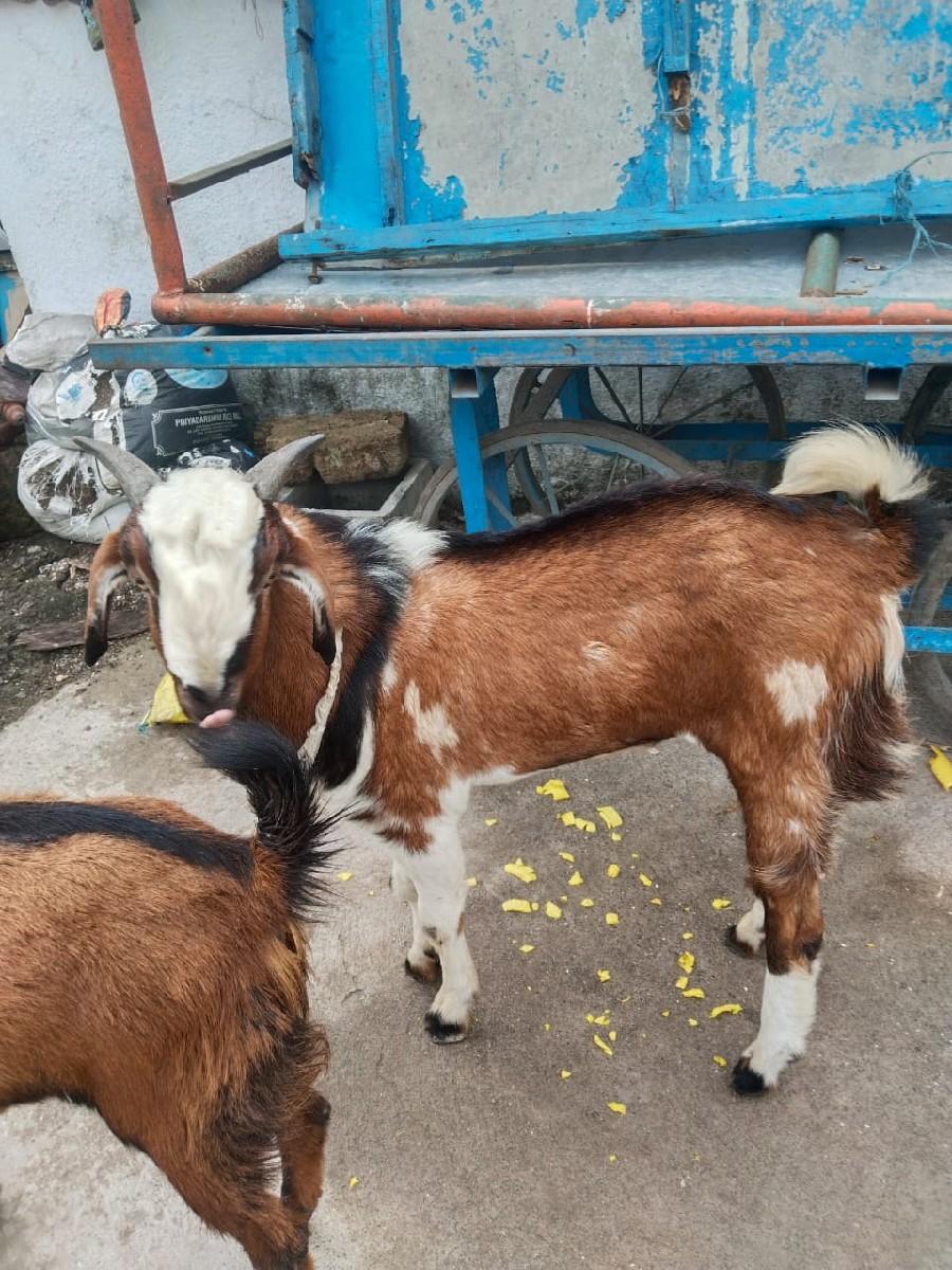 થંબનેલ 3