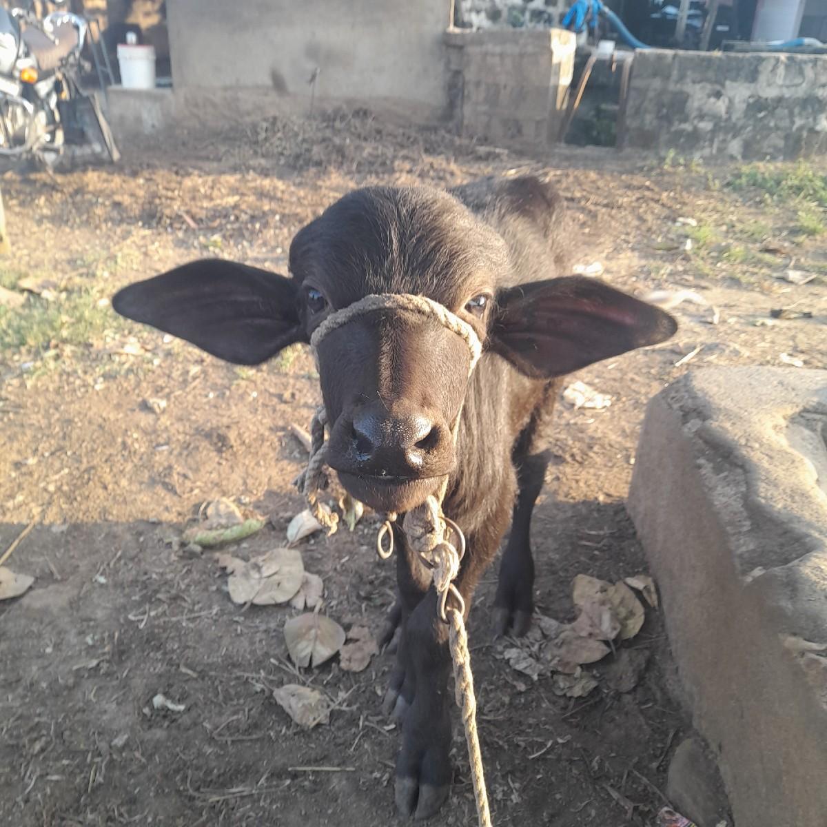 થંબનેલ 3