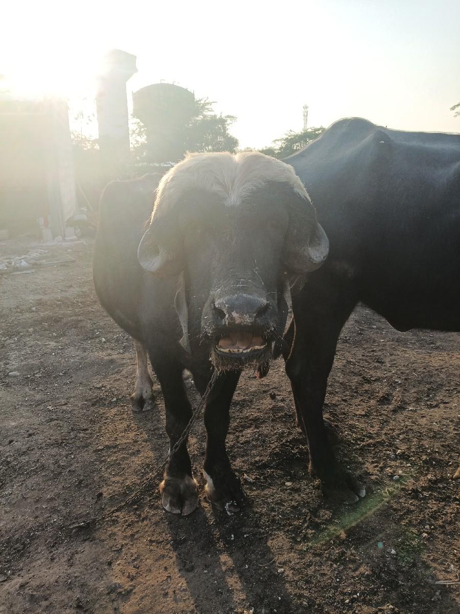 થંબનેલ 3