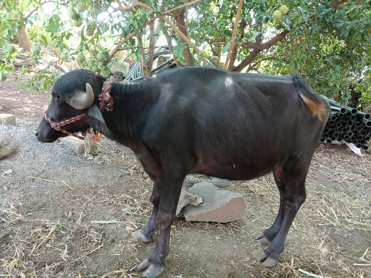 2 khdeliyu vechvani se