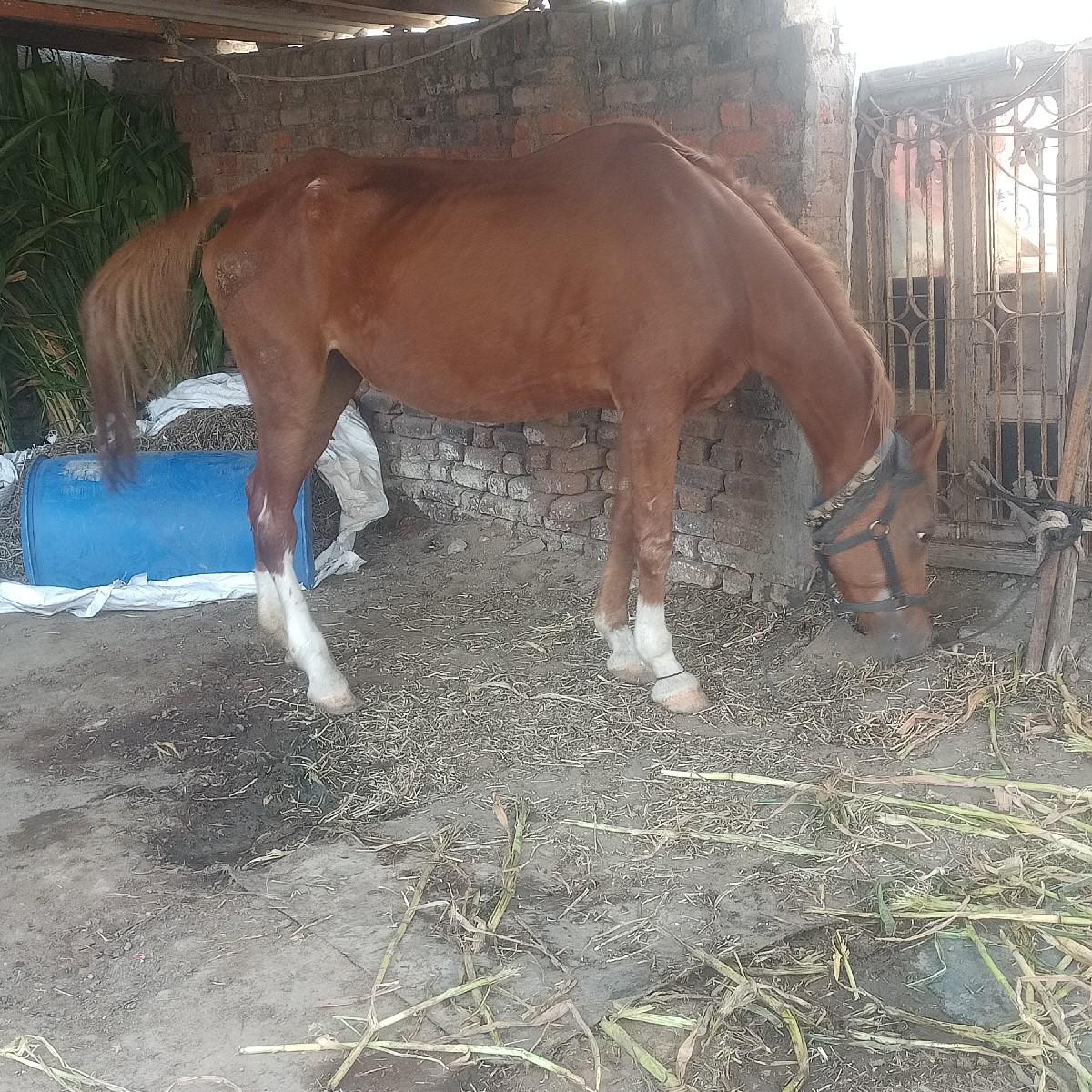 વેવાનીથી સાટાજકરવાનાછે ઘોડીના