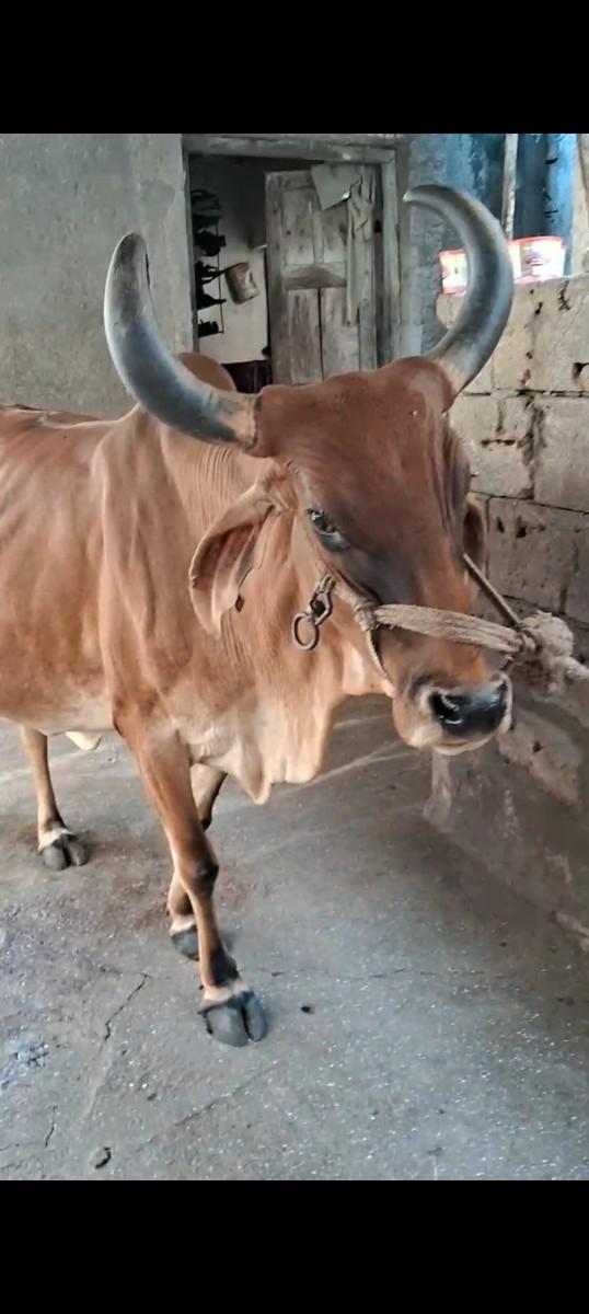 ગાય વેચવાની છે