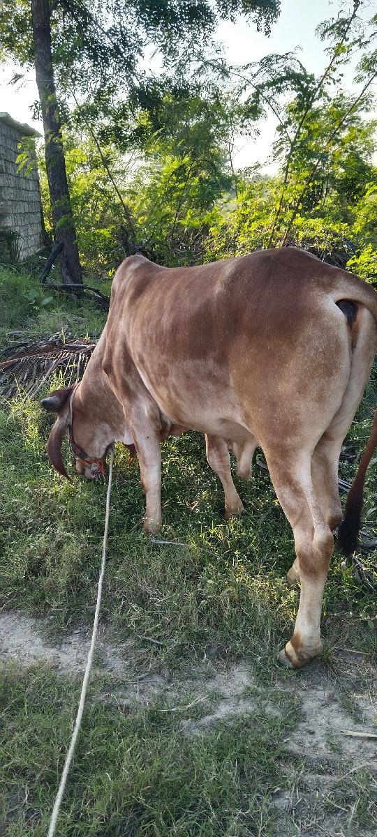 થંબનેલ 3