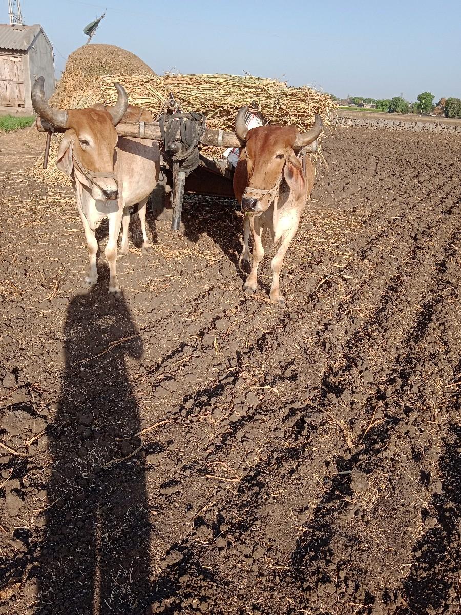 થંબનેલ 3