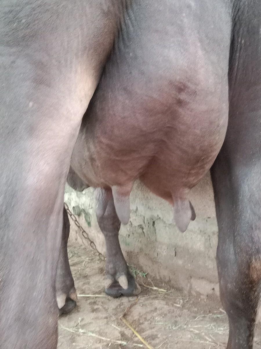 થંબનેલ 3