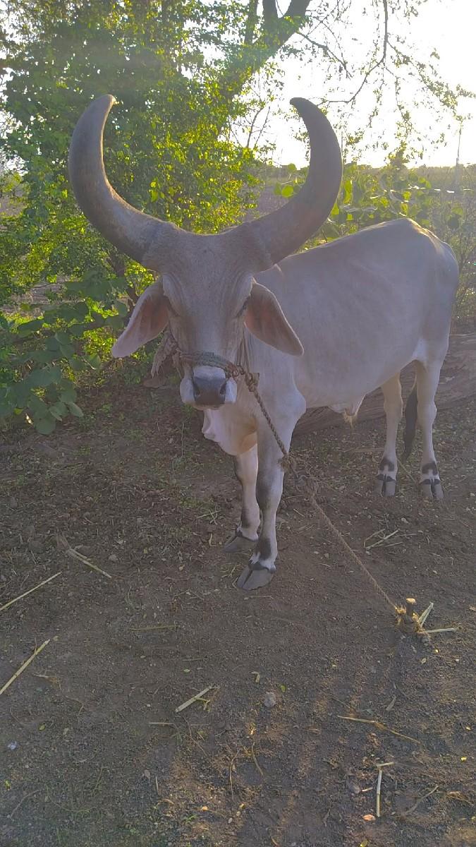 થંબનેલ 3