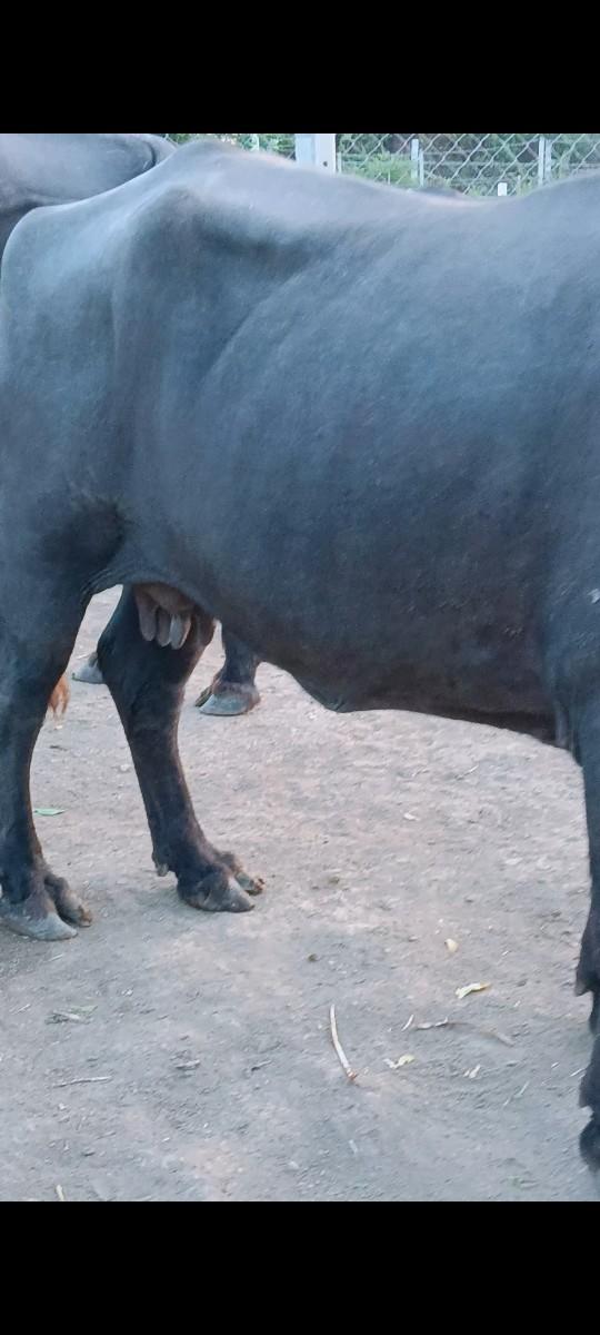 થંબનેલ 3