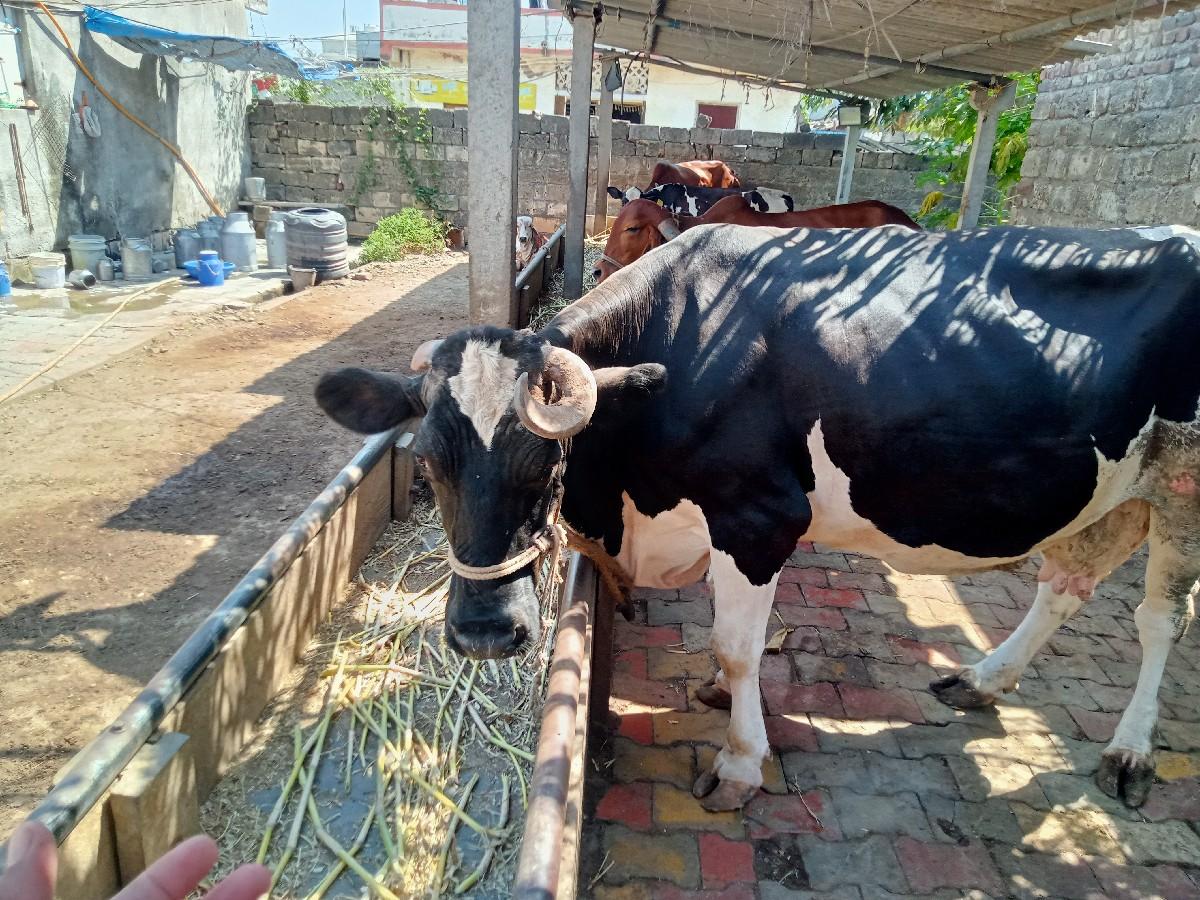 થંબનેલ 3