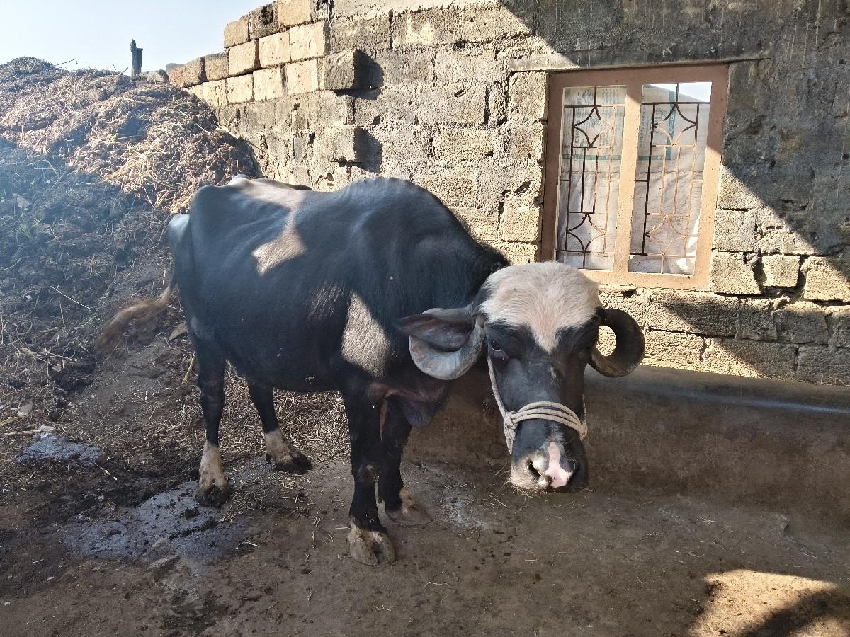 થંબનેલ 3