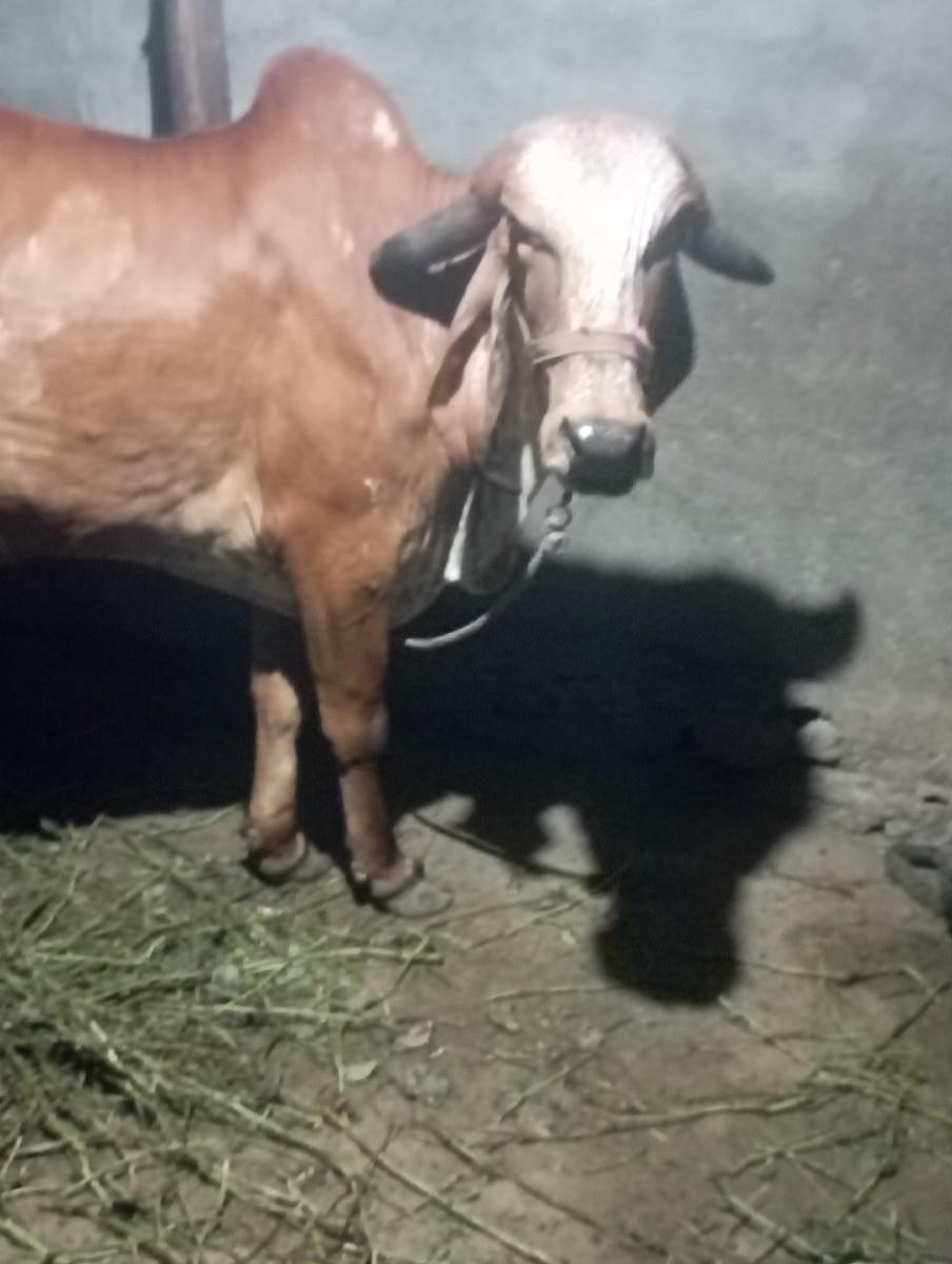 થંબનેલ 2