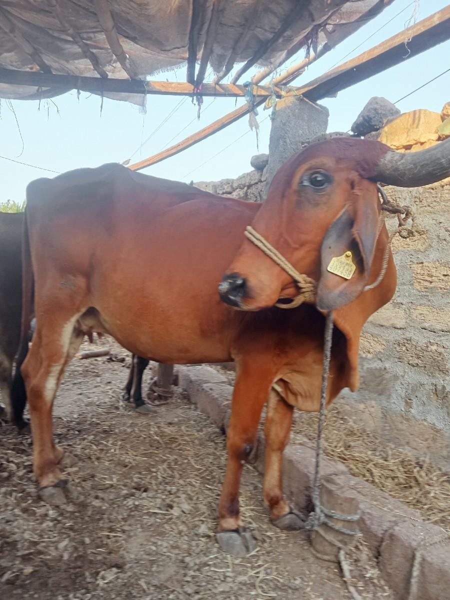 ગાય વેસવાનીસે