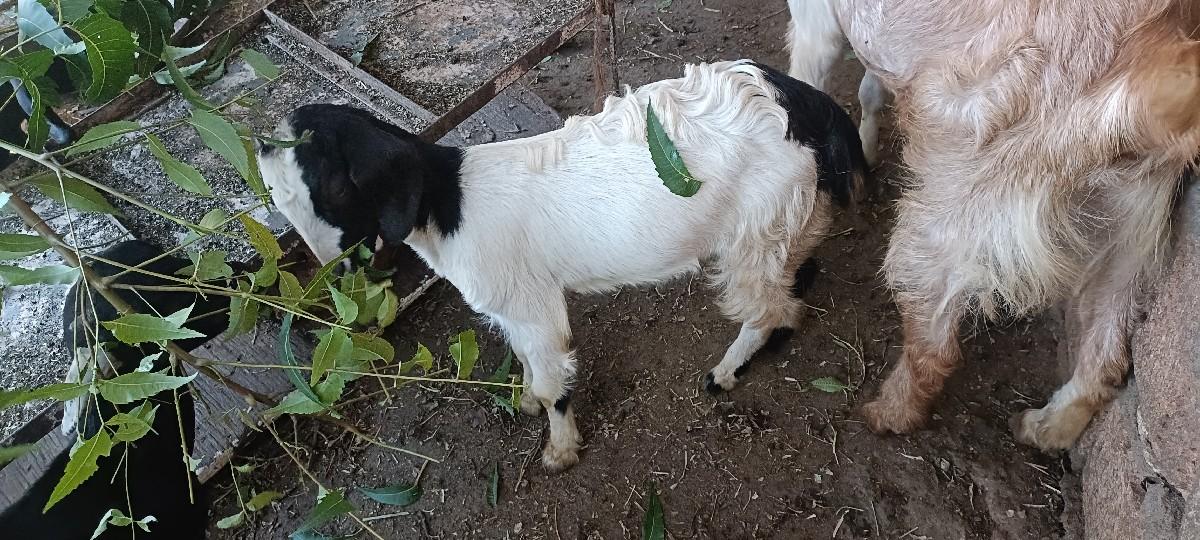 થંબનેલ 3