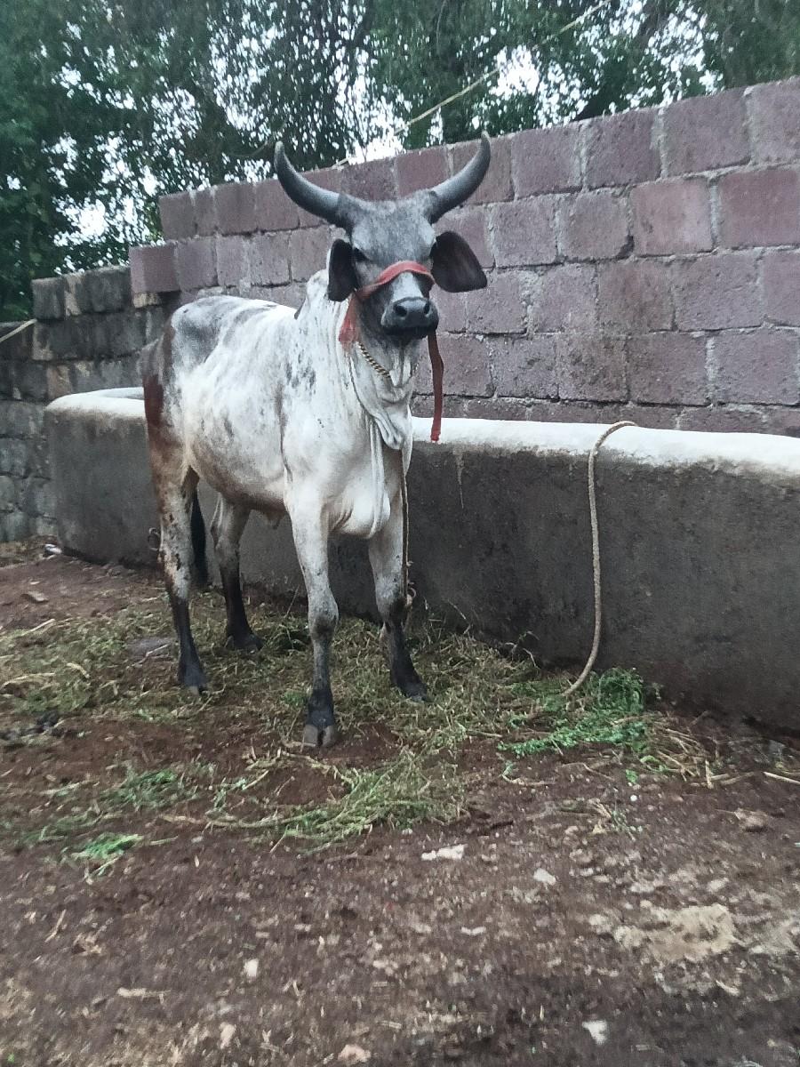 થંબનેલ 3